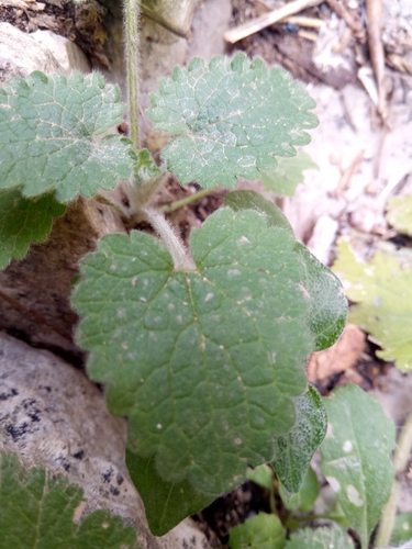 Stachys circinata image