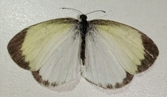 Eurema daira