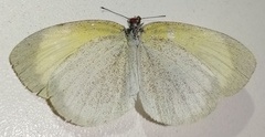Eurema daira