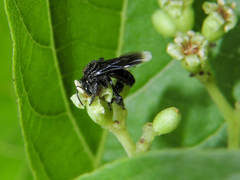 Frieseomelitta nigra