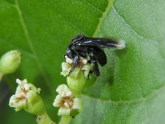 Frieseomelitta nigra