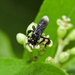 Black Slender-Stingless Bee - Photo (c) Cheryl Harleston López Espino, some rights reserved (CC BY-NC-ND)