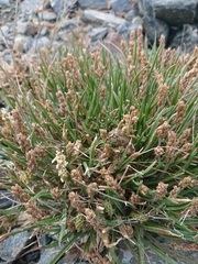 Plantago maritima