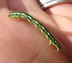 Macaria multilineata