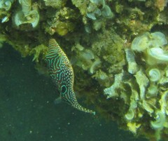 Canthigaster petersii