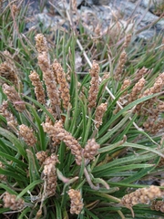 Plantago maritima
