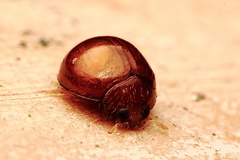 Serangium montazerii