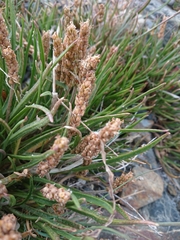 Plantago maritima