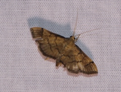 Orphanostigma abruptalis