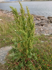 Rumex crispus