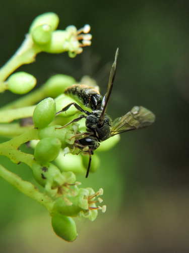 Ptilocleptis tomentosa