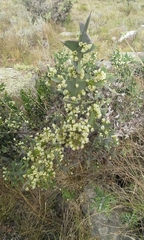 Colletia paradoxa