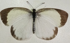 Eurema daira