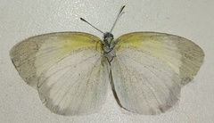Eurema daira