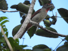 Piranga roseogularis