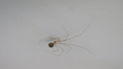 Micropholcus fauroti