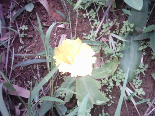 Costus macranthus image