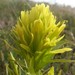 Stiff Yellow Indian-Paintbrush - Photo (c) Blake Weis, some rights reserved (CC BY-NC), uploaded by Blake Weis