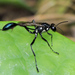 Gold-marked Thread-waisted Wasp - Photo (c) Cheryl Harleston López Espino, some rights reserved (CC BY-NC-ND), uploaded by Cheryl Harleston López Espino