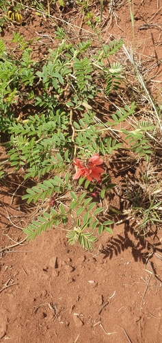 Image of Indigofera oxytropis by (c) Nic Knott-Craig, some rights reserved (CC BY-SA)