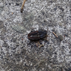 Erichius vittatus vittatus