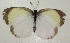 Eurema daira