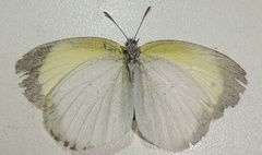 Eurema daira