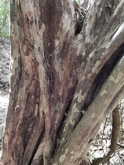 Guettarda macrosperma