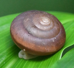 Quantula striata