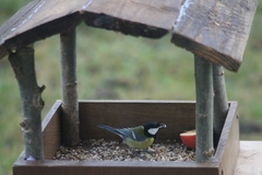 Parus major