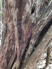 Guettarda macrosperma