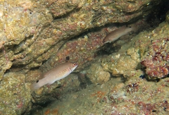 Ctenolabrus rupestris