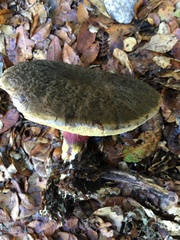 Xerocomellus atropurpureus
