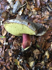 Xerocomellus atropurpureus