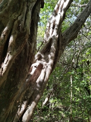 Guettarda macrosperma