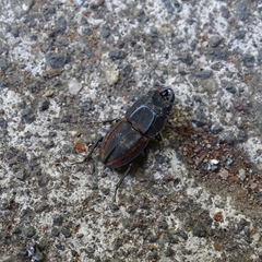 Erichius vittatus vittatus