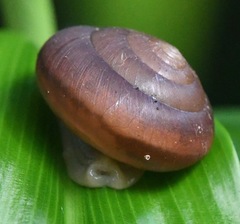 Quantula striata