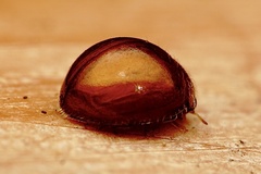 Serangium montazerii