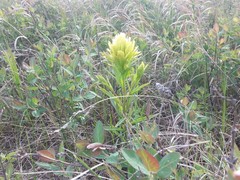 Castilleja lutescens