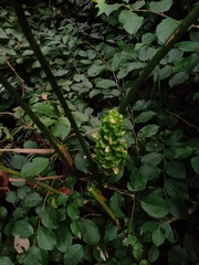 Goeppertia cylindrica