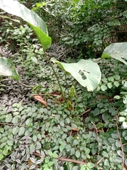 Goeppertia cylindrica