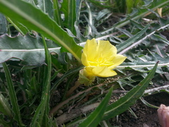 Oenothera flava