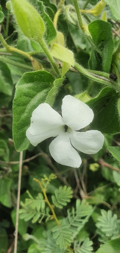 Image of Squarebase Clockvine by (c) Nic Knott-Craig, some rights reserved (CC BY-SA)