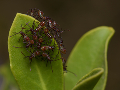Leptoglossus chilensis
