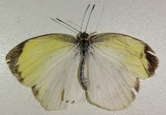 Pyrisitia venusta venusta