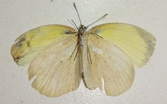 Pyrisitia venusta venusta