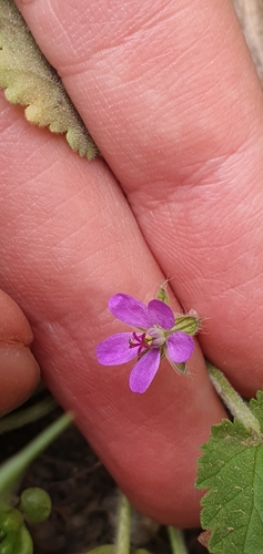 Mediterranean stork's bill (Erodium malacoides)