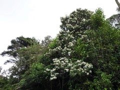 Olearia rani rani