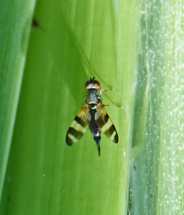 Chaetopsis massyla
