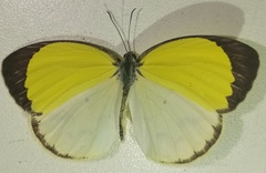 Pyrisitia venusta venusta